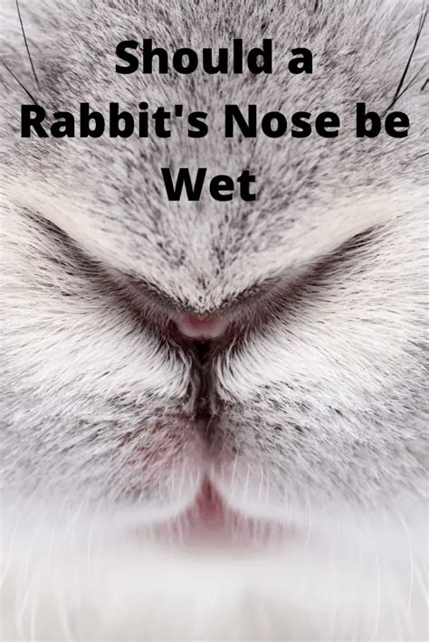 Should a rabbits nose be wet or dry?