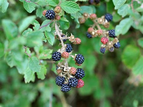 Should blackberries be hard or soft?