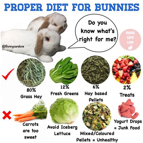 Should bunnies have unlimited food?