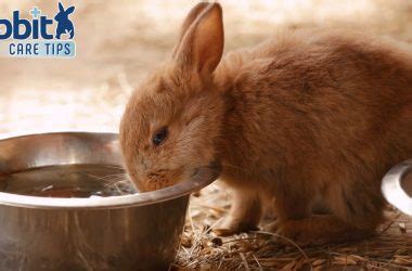 Should bunnies have unlimited water?