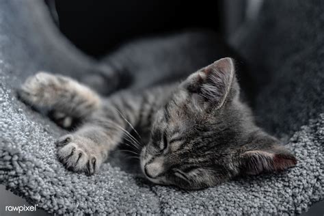 Should cats sleep in the dark?