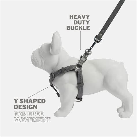 Should dog harness be tight or loose?