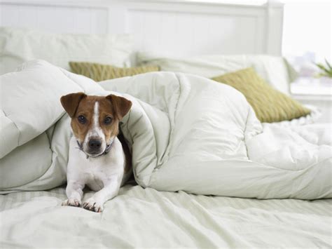 Should dogs sleep on the bed?
