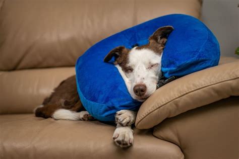 Should dogs sleep with collars on?