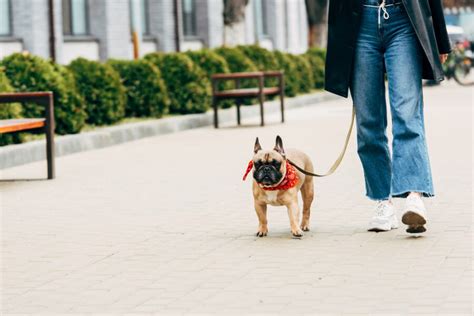 Should dogs walk by your side?