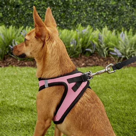 Should dogs wear harnesses all the time?