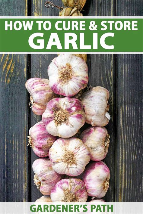 Should garlic be cured in the dark?