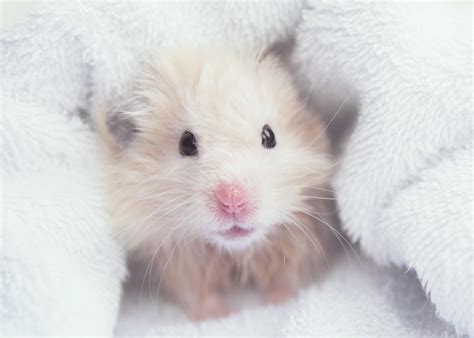 Should hamsters have a wet nose?