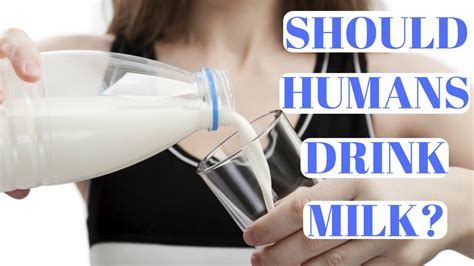 Should humans drink milk?