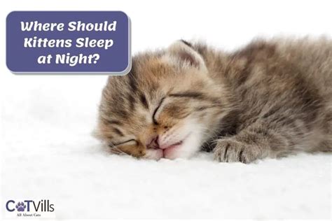Should kittens sleep in the dark?