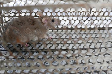 Should mice be killed or released?