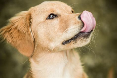Should my dog lick my lips?