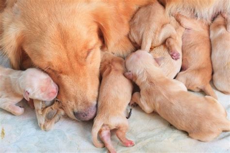 Should newborn puppies be with their mom all the time?