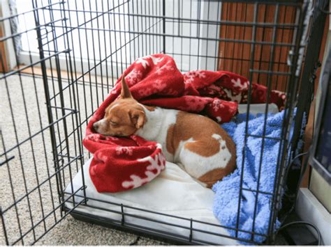 Should puppy sleep in crate during the day?