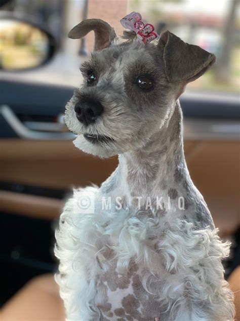 Should schnauzers be shaved?