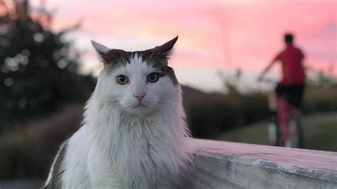 Should white cats be kept indoors?