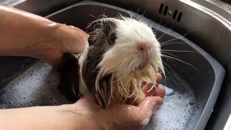 Should you bathe a guinea pig with mites?