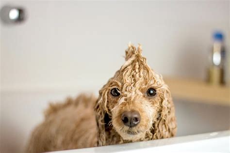 Should you brush a dog before or after a bath?