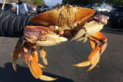 Should you buy dead crabs?
