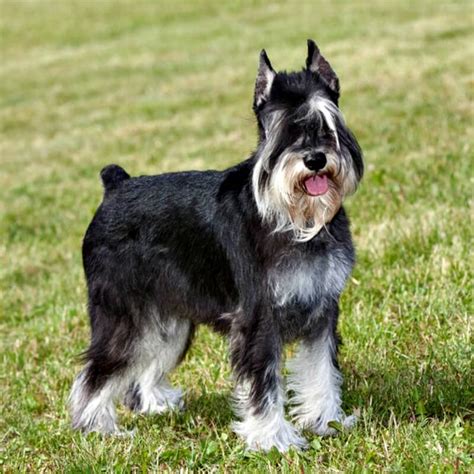 Should you clip Schnauzer ears?