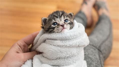 Should you comfort a crying kitten?