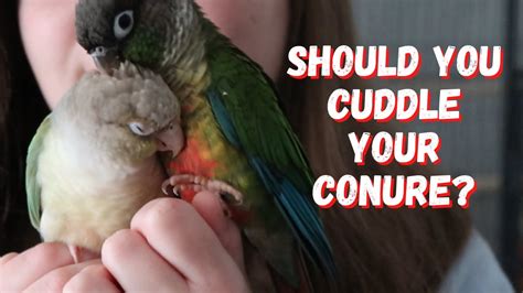 Should you cuddle your bird?