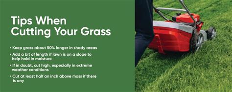 Should you cut grass long or short?