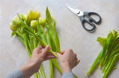 Should you cut tulip stems?