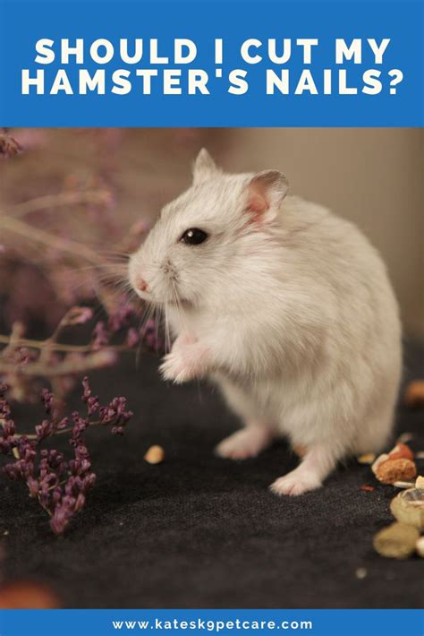 Should you cut your hamster's nails?