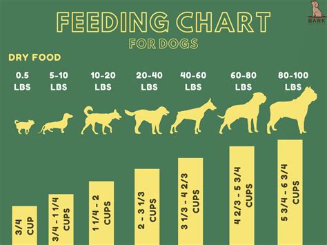 Should you feed dog before bed?