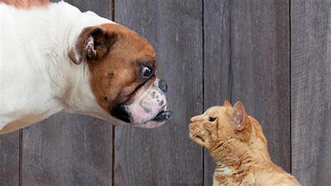 Should you get a cat or dog first?