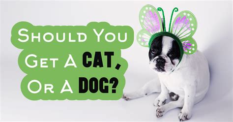 Should you get cat or dog first?