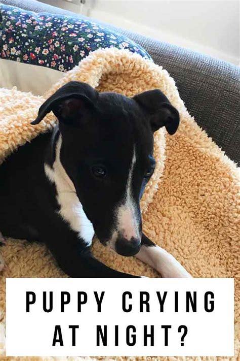 Should you go to a crying puppy at night?