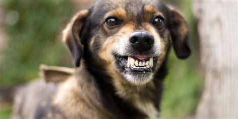 Should you growl at your dog?