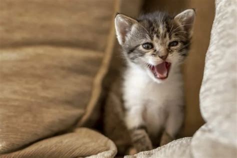 Should you ignore a crying kitten at night?
