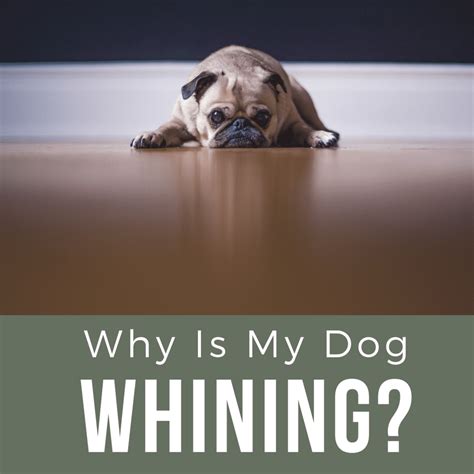 Should you ignore a whining dog?