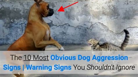 Should you ignore an aggressive dog?