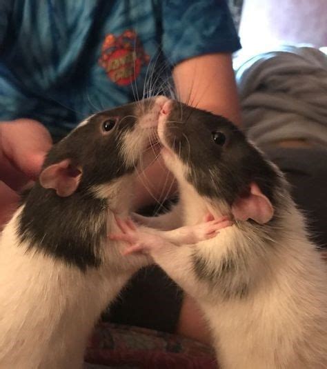 Should you kiss pet rats?