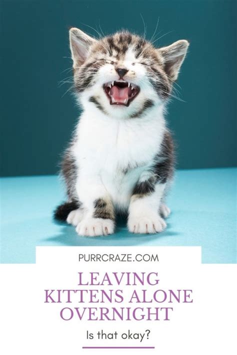 Should you leave a 2 month old kitten alone?