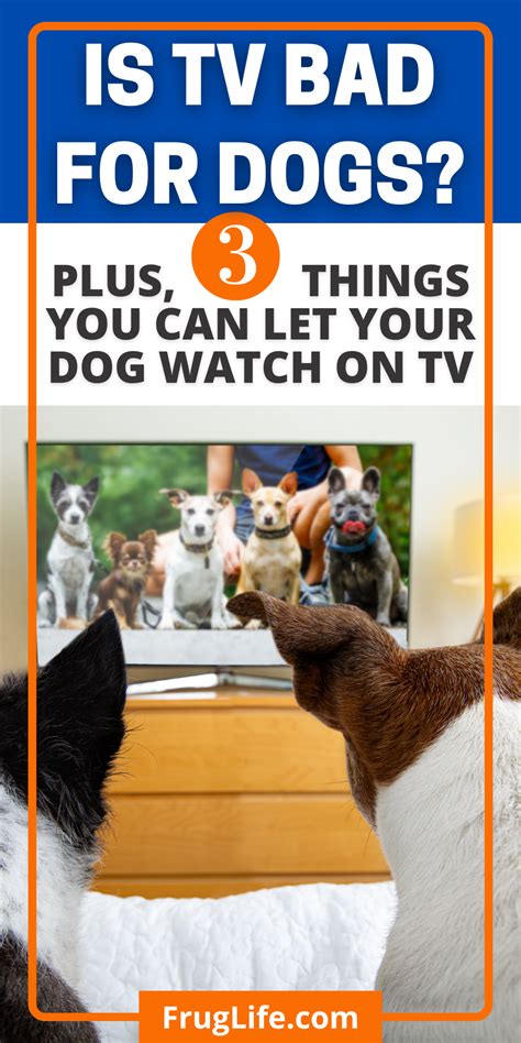 Should you leave your TV on for your dog?