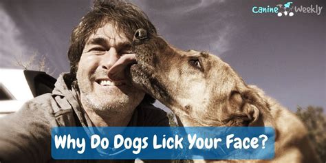 Should you let a dog lick your nose?