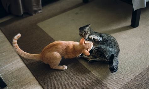 Should you let two new cats fight it out?