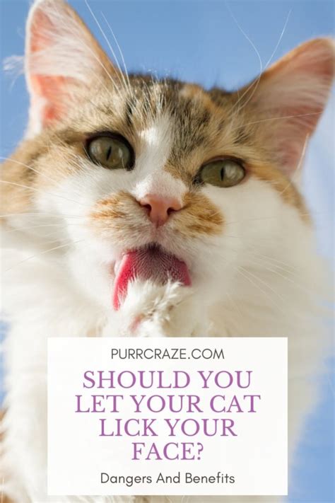 Should you let your cat lick your face?
