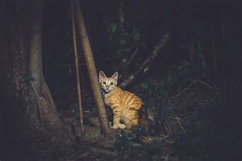 Should you let your cat outside at night?