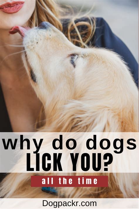 Should you let your dog lick you?