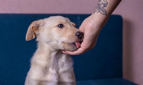 Should you let your dog lick your hand?