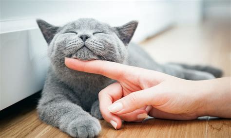 Should you pet a cat when it's sleeping?