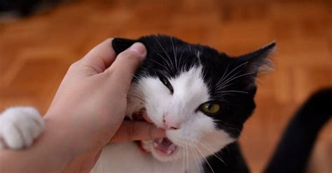 Should you punish a cat for biting?
