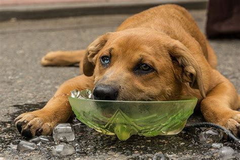 Should you put cold water on overheated dog?