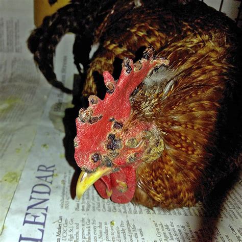Should you quarantine a chicken with fowl pox?